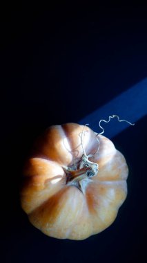 Sonbahar hasadından olgun balkabağı. Cadılar Bayramı 'nda Jack' in lambasını kesmek için portakal meyvesi.