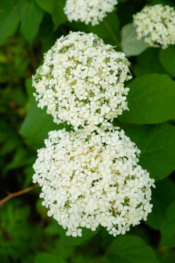 Beyaz ortanca çiçekleri ev bahçesinde. Tatil buketleri için Temmuz ve Ağustos aylarında yaz bitkileri.