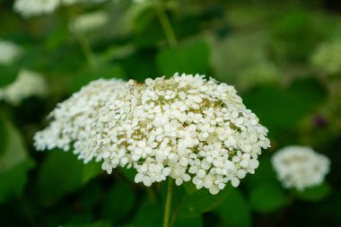Beyaz ortanca çiçekleri ev bahçesinde. Tatil buketleri için Temmuz ve Ağustos aylarında yaz bitkileri.