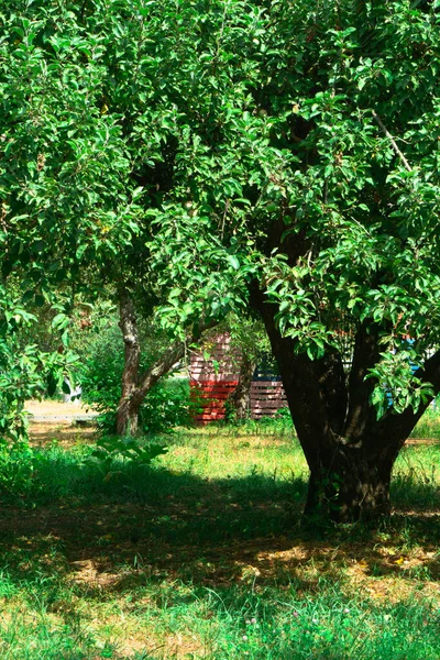 Gammal Äppelträdgård Med Träd Och Gräs Och Ett Rött Trästaket — Stockfoto