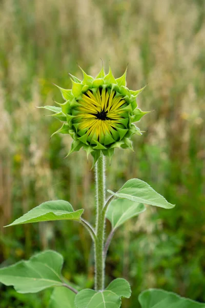 Ayçiçeği tomurcuğu düz bir sapta yapraklarla birlikte.