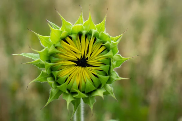 Tournesol Fermé Seul Sur Fond Champ Vert — Photo