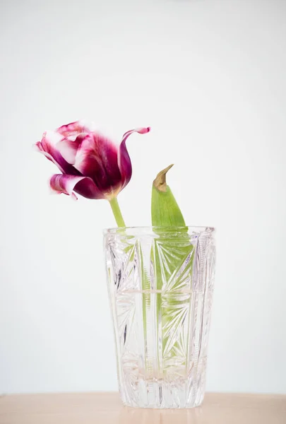 Tulipán Primavera Jarrón Calado Vidrio Sobre Fondo Blanco — Foto de Stock