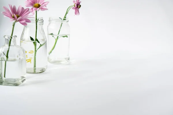 Delicate chrysanthemum spring flowers in transparent glass bottles stand in a row. Place for text on a white background.