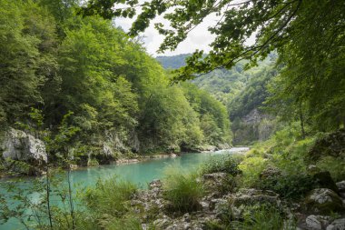 Dağ nehir Tara, Karadağ, doğal peyzaj 