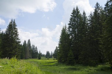 ormanda temizlenmesi