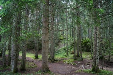 Yeşil kozalaklı ormanda ağaçlar
