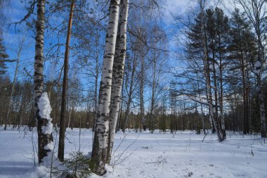 Ön planda huş gövdeleri ile kış karlı orman veya orman