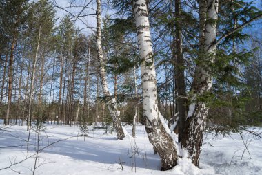 Ön planda huş gövdeleri ile kış karlı orman veya orman