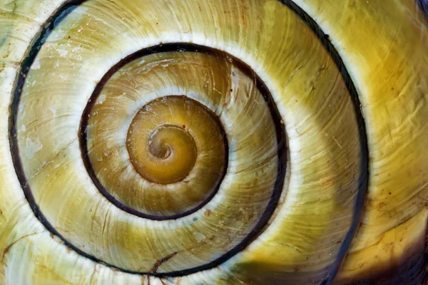 Matematik fibonacci sarmal eğri açığa sarı soyulmuş Salyangoz kabuğu