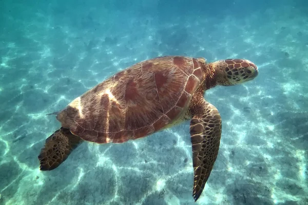 kritik Tehlikedeki Türler Eretmochelys Imbricata hawksbill deniz kaplumbağası Yüzme turkuaz su, petite terre, guadeloupe, Fransız Batı Hindistan.