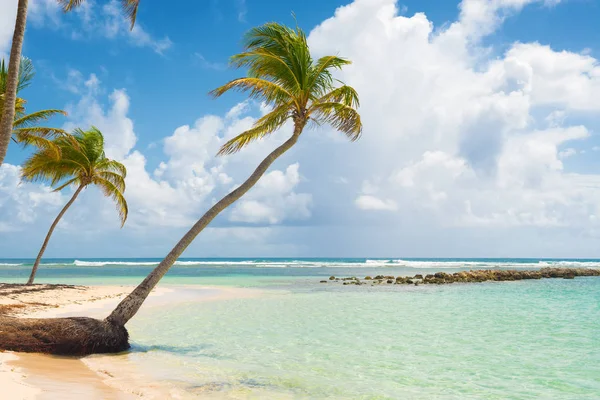 Modrá Obloha Kokosové Stromy Tyrkysové Vody Zlatého Písku Pláže Caravelle — Stock fotografie