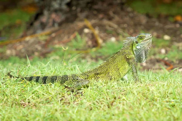Iguana Guadalupe Indias Occidentales Francesas — Foto de Stock