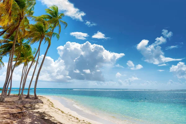 Blue sky,coconuts trees,  turquoise water and golden sand, Caravelle beach, Saint Anne, Guadeloupe, French West Indies.