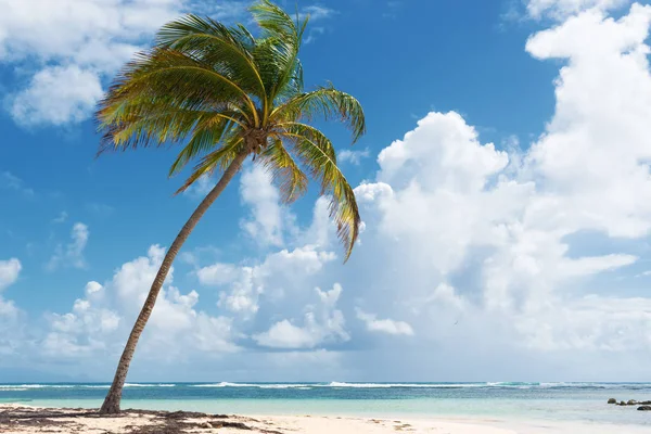 Cielo Azzurro Alberi Cocco Acqua Turchese Sabbia Dorata Spiaggia Caravelle — Foto Stock