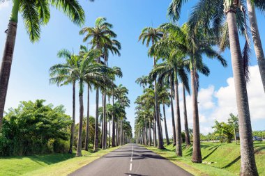 Capesterre Belle eau, Guadeloupe, Fransız Batı Hindistan, ünlü royal palm (roystonea regia) saçaklı yol Dumanoir sokak adlı.