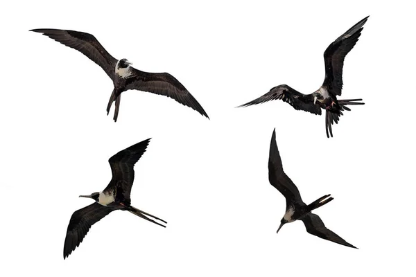 Voksne Kvinner Fregata Magnificens Magnificens Magnificent Frigatebird Flyving Forskjellige Stillinger – stockfoto