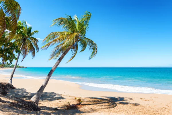 Alberi Cocco Sabbia Dorata Acqua Turchese Cielo Blu Spiaggia Perle — Foto Stock