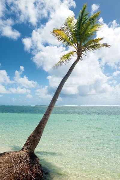 Albero Cocco Acqua Turchese Sabbia Dorata Spiaggia Caravelle Sant Anna — Foto Stock