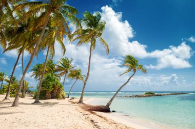 Mavi gökyüzü, Hindistan cevizi ağaçları, turkuaz su ve altın kum, Caravelle beach, Saint Anne, Guadeloupe, Fransız Batı Hindistan.