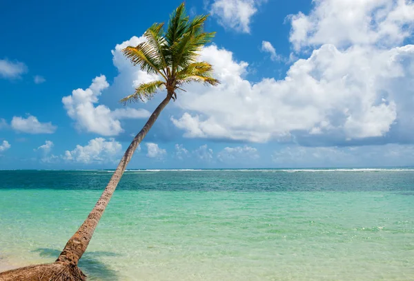 Palmier Tombant Dans Eau Turquoise Plage Caravelle Sainte Anne Guadeloupe — Photo