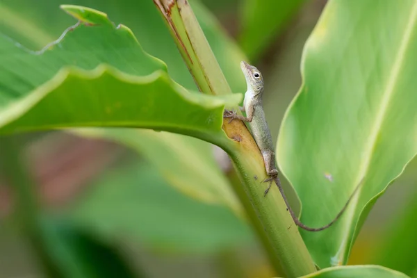 Anolis Marmoratus Pequenas Espécies Lagartos Guadalupe Índias Ocidentais Francesas — Fotografia de Stock