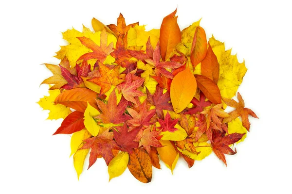 Yellow Red Orange Purple Autumn Leaves White Background — Stock Photo, Image