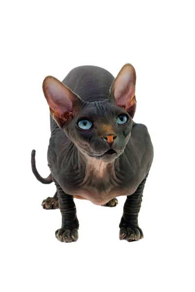 フェリス カタス スフィンクス猫は コートの欠如で知られている猫の品種です — ストック写真