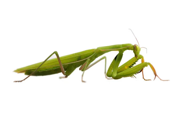 Schließen Sie Die Grüne Gottesanbeterin Religiosa Gottesanbeterin Auf Weißem Hintergrund — Stockfoto