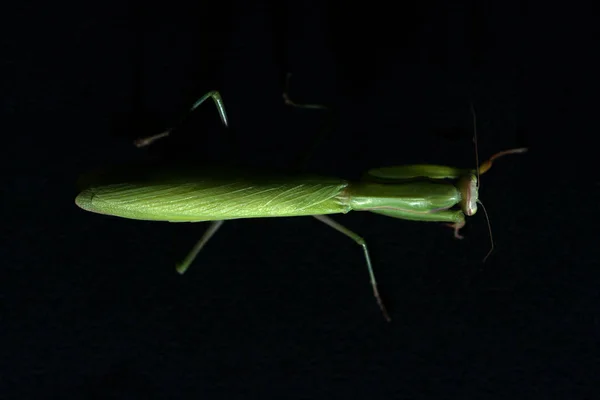 Blick Von Oben Auf Grüne Gottesanbeterin Religiosa Auf Schwarzem Hintergrund — Stockfoto