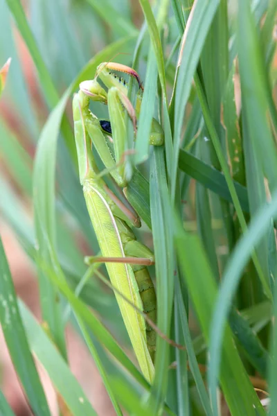 Vue Rapprochée Vert Femelle Mantis Religiosa Prière Mantis Regarder Caméra — Photo