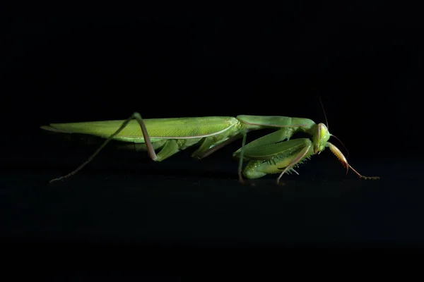 Vista Perto Mantis Feminino Verde Louva Religiosa Louva Deus Fundo — Fotografia de Stock