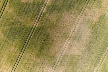 Yeşil buğday tarlasının havadan görünüşü
