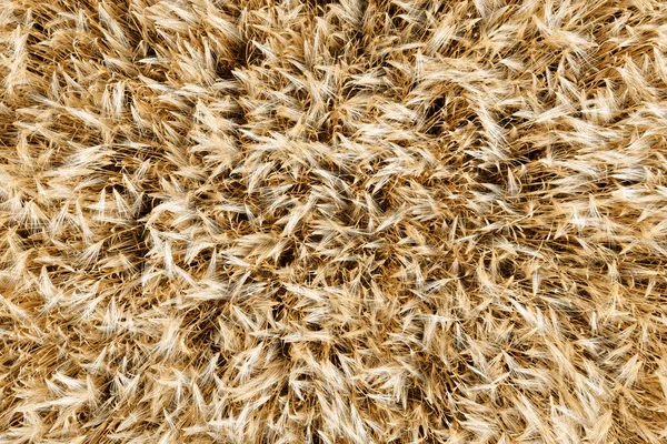 Top View Ripe Barley Grain Field — Stock Photo, Image