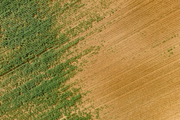 Абстрактный Вид Воздуха Растущие Подсолнухи Почву — стоковое фото