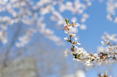 Parkta rahatlatıcı kiraz çiçeği