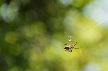 Küçük minik dayanıklı örümcek