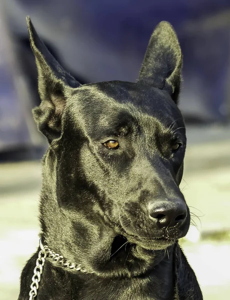 Retrato de cão preto grande com fundo borrado. Ao ar livre, luz do dia . — Fotografia de Stock