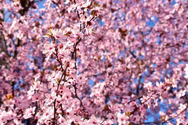Kiraz, Prunus cerasus çiçeği pembe çiçekli ve bazı kırmızı yaprakları, Prunus Cerasifera Pissardii ağaç bir mavi gökyüzü arka plan bahar