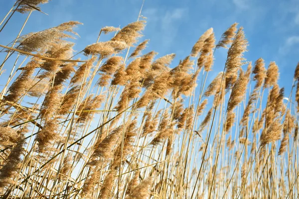 Золоті сухі солом'яні рослини, які називаються вітряками, рухаються вітром на блакитному небі як фон . — стокове фото