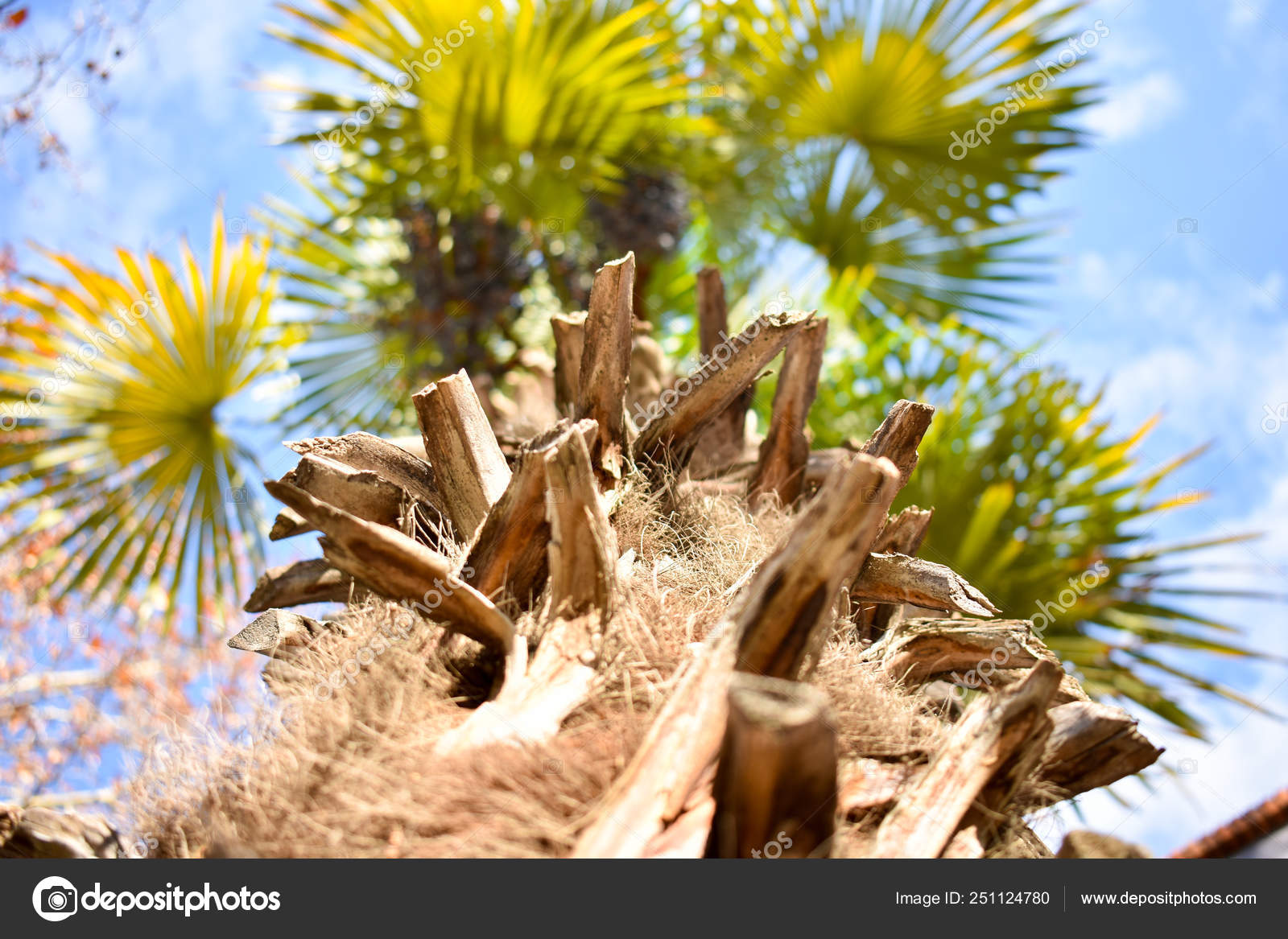 Bottom Top Photo Throughout The Brown Log Of A A Palm Tree To Many