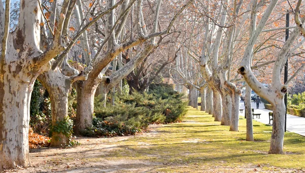 A stunning, long path lined with ancient live maple trees without leaves draped in spanish moss in the warm, early morning in Spain — Stock Photo, Image