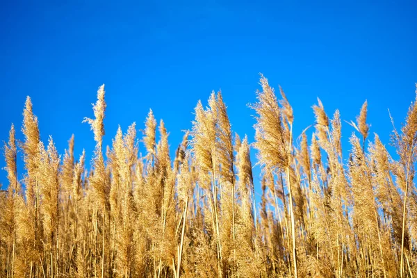 Золоті сухі солом'яні рослини, які називаються вітряками, рухаються вітром на блакитному небі як фон — стокове фото