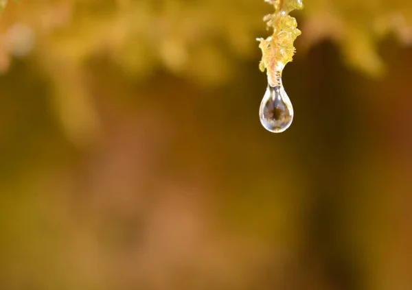 Close up of a water drop of crystal water dripping from the wet green moss and almost falling to the floor in a sunny day. Horizontal photo — Stock Photo, Image