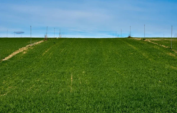 horizontal photo of an agriculture field with green crops and an irrigation watering system to water the grass to grow the wheat with a blue sky background.