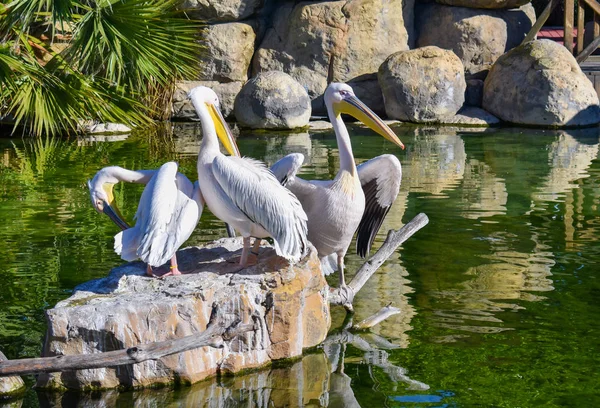 Tres pelícanos blancos descansan sobre una roca en un estanque de agua verde. Un pelícano se abre alas negras y blancas para secarlas. Los pelícanos disfrutan de un día soleado. Fotografía horizontal — Foto de Stock