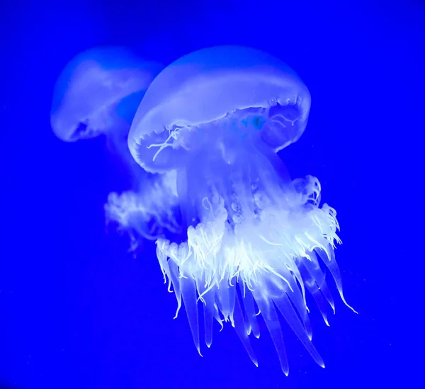 Nahaufnahme zweier wunderschöner transparenter Quallen, die im Meerwasser eines Aquariums auf blauem Hintergrund schwimmen. quadratisches Bild — Stockfoto