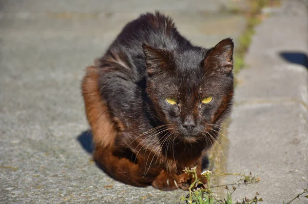 close up of a portrait of homeless dark brown cat very quiet on the sidewalk in a sunny day. The abandoned cat has got middle-opened yellow eyes. Horizontal picture