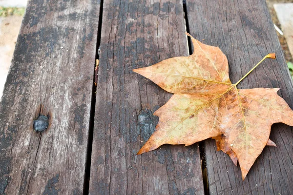 Une feuille brune fraîche sèche sur un banc brun foncé un jour d'automne. La feuille est seule et personne ne s'est assis sur le banc. Le banc est en bois. Image horizontale — Photo