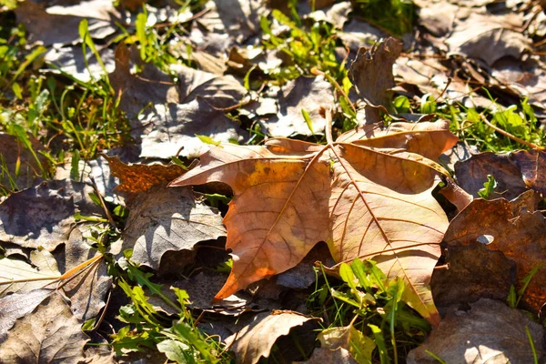 Κοντινό πλάνο ενός ξηρού φύλλου πορτοκαλιού σφενδάμου στο πράσινο γρασίδι σε μια σκηνή φθινοπωρινής μέρας. Το φύλλο έχει πέσει σε άλλα ξηρά φύλλα και η ηλιαχτίδα φωτίζει τη σκηνή. Οριζόντια εικόνα — Φωτογραφία Αρχείου